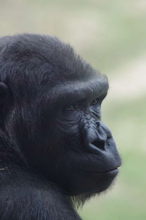 Gorilla Philadelphia Zoo Animal Primate Ape Head