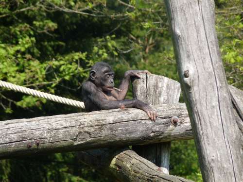 Gorilla Young Baby Ape Monkey Primate Zoo