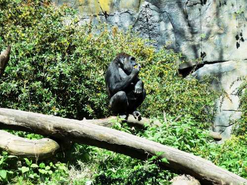 Gorilla Animal Wildlife Nature Ape Wild Primate