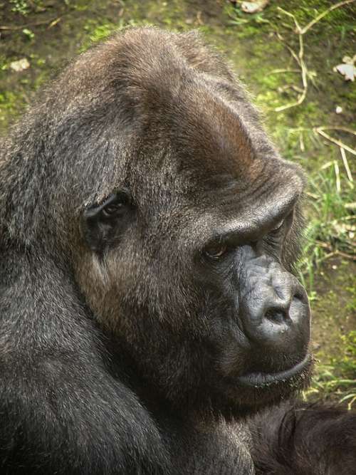 Gorilla Primates Ape Creature Animal Jungle Sad