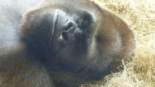 Gorilla Animal Monkey Black Mammal Close Up