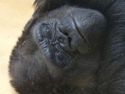 Gorilla Monkey Ape Animal Mammal