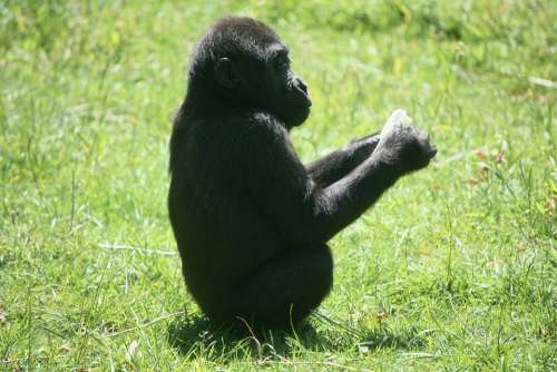 Gorilla Baby Gorilla Ape Monkey Zoo Animal Meadow