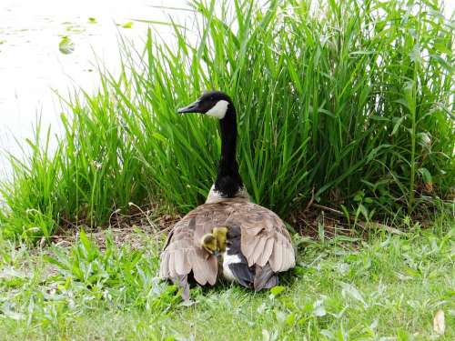 Gosling Goose Chicks Mother Protect Bird