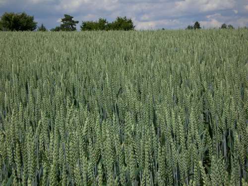 Grain Cornfield Agriculture