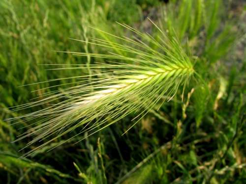Grain Ear Field Crops Agriculture