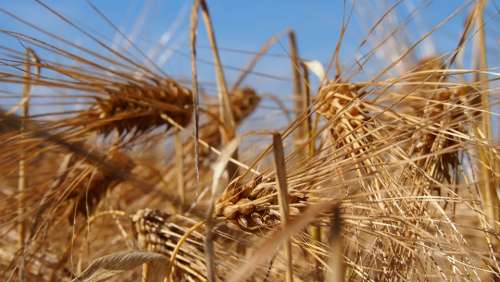 Grain Field Finnish Countryside Barley Hay