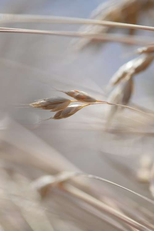 Grain Cereals Cornfield Spike Field Harvest