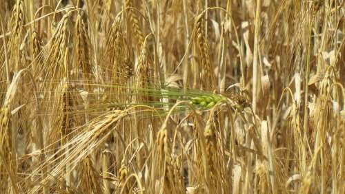 Grain Ear Cereals Field Nature Harvest