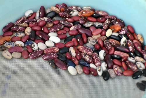 Grains Beans Grain Brown Different Color Together