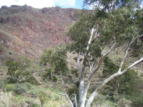 Gran Canaria Desert Tree Earth