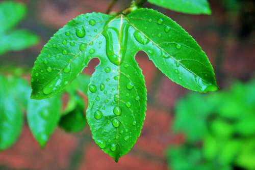 Granadilla Leaf Leaf Green Wet Drops Water Rain