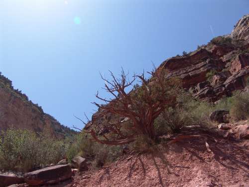 Grand Canyon Gorge Tree Arizona Usa Nature