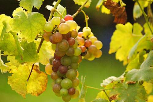 Grape Vine Vineyard Wine France