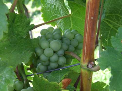 Grape Read Vineyard Grapes Grapevine Vines Stock