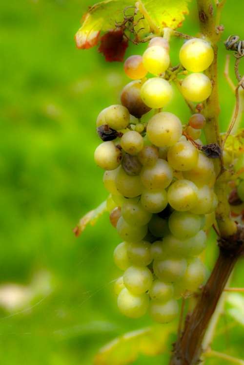 Grape Sweetness Wine White Vines Drink Alcohol