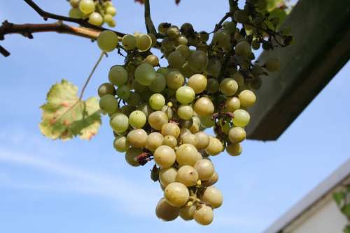 Grape White Bush Vitis