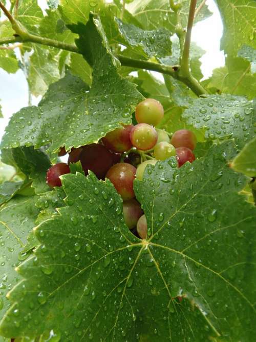 Grape Cluster Leaves Rain Water Plant Drop