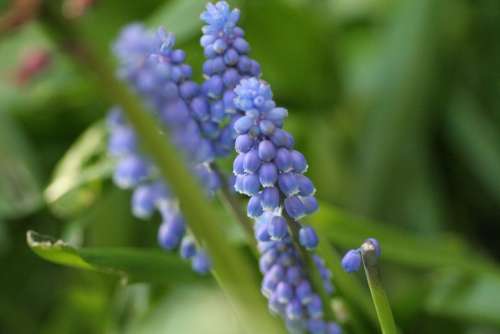 Grape Hyacinth Hyacinth Muscari Blue Purple Bulb