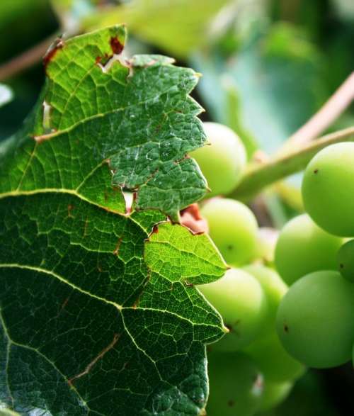 Grape Vine Grapes Green Leaves Vine Garden