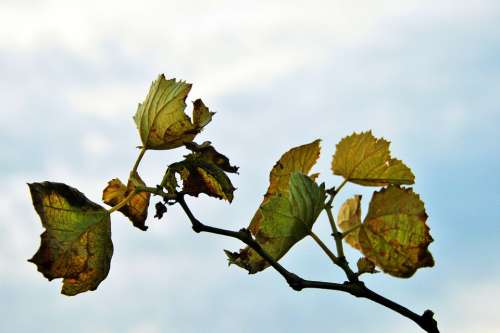 Grape Vine Vine Leaves Grape Green Yellow Drying