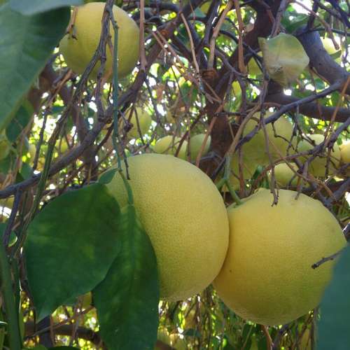 Grapefruit Grapefruit Tree Citrus Fruit Citrus