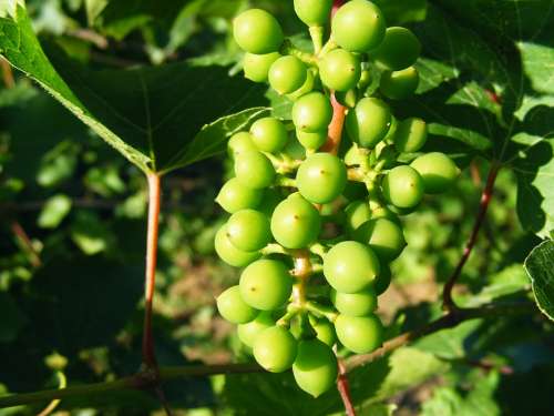 Grapery Grapes Green Raw Sour Vineyard Fruit