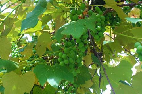 Grapes Grapevine Green Grape Food Bunch Nature