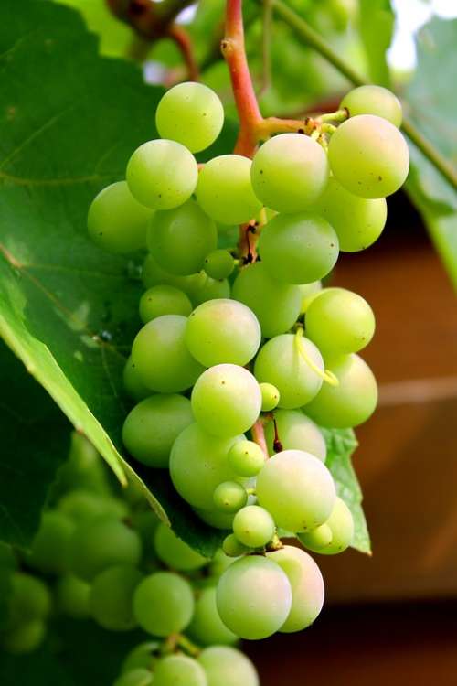 Grapes Wine Winegrowing Green Grapes Plant Nature