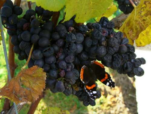 Grapes Autumn Vine Butterfly Admiral