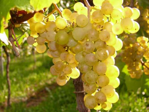 Grapes Vineyard Wine Vines Autumn Grapevine
