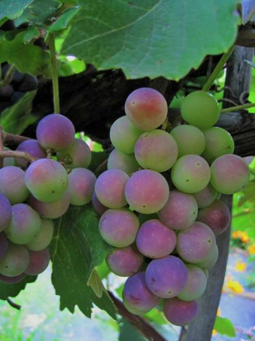 Grapes Bunch Green Turning Purple Vine Fruit