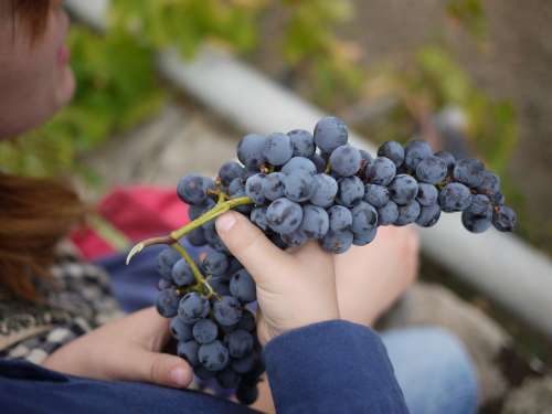 Grapes Sicily Wine Wine Making
