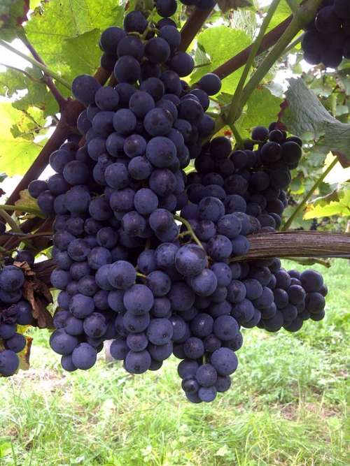 Grapes Vines Red Wine Kaiserstuhl