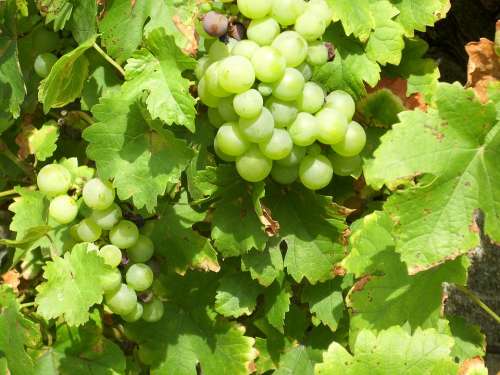 Grapes Vines Nature Plant Fruits Delicious Sweet