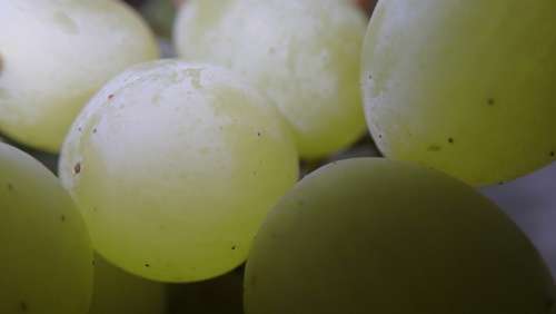Grapes Green Fruit