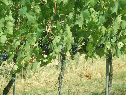 Grapes Vineyard Nature