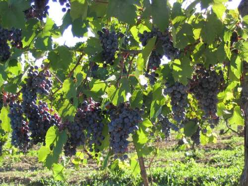 Grapes Vine Red Purple Vineyard Winery Ripe