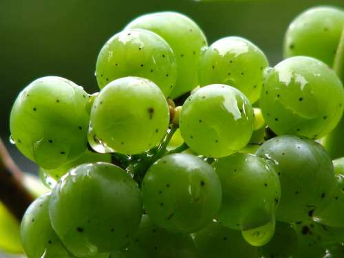 Grapes Vine Wine Green Winegrowing Green Grapes