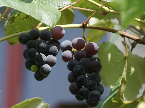 Grapes Fruit The Bunches Eating Food Healthy Dark