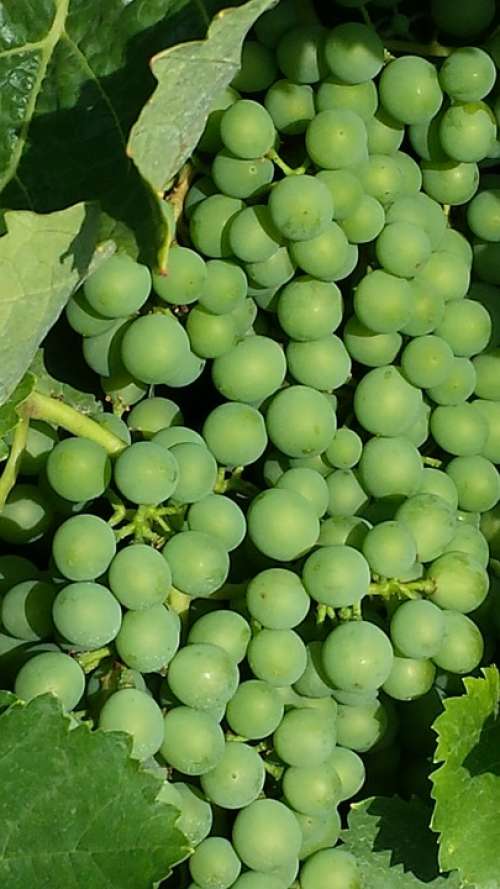 Grapes New Wine Immature Green Wine Harvest Autumn
