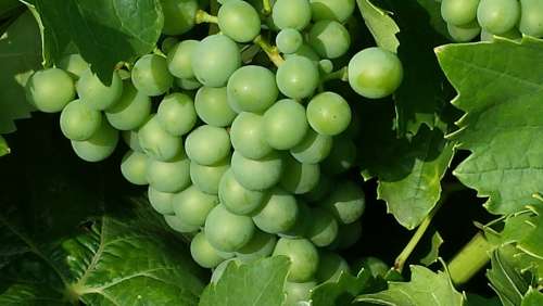 Grapes Green Fruit Winegrowing Green Grapes Nature