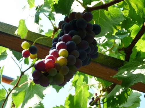 Grapes Harvest Autumn Wine Fruit Plant Nature