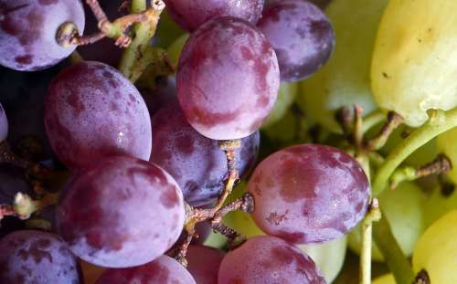 Grapes Bunch Food Fruit Ripe Healthy Fresh