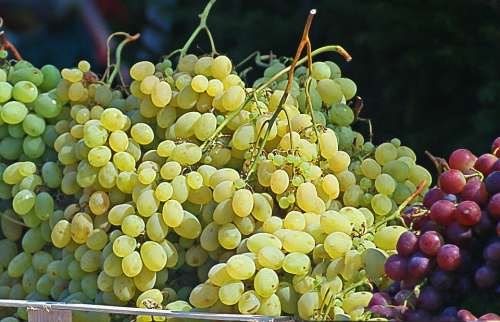 Grapes Group Bunches Of Grapes White Grapes