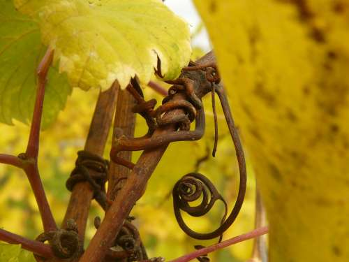 Grapevine Rebstock Vine Stengel Fall Foliage