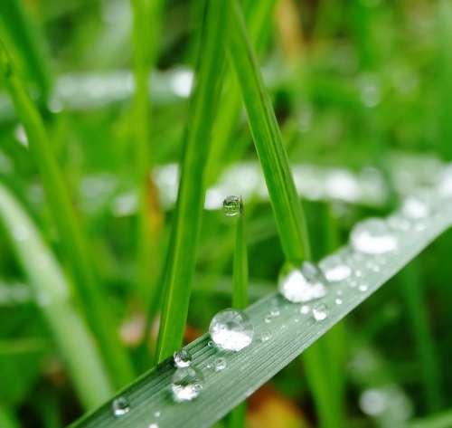 Grass Green Water Drip Plant Drop Of Water Wet