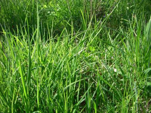 Grass Meadow Blade Of Grass Nature Grasses