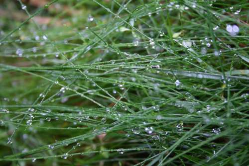 Grass Green Drop Of Water