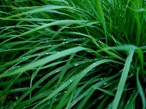Grass Green Dew Drops Of Morning Dew